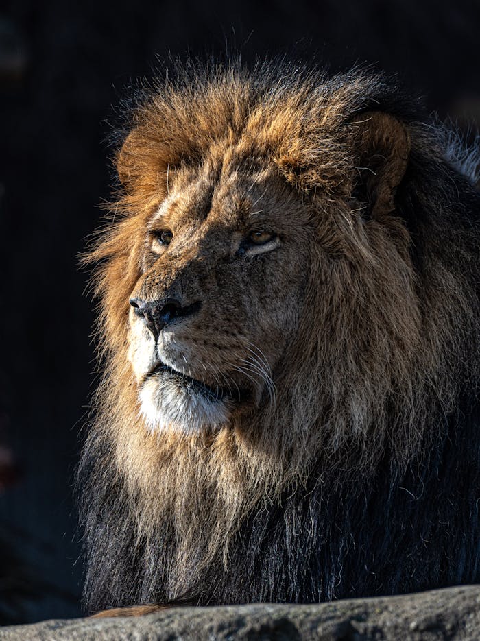 About Portrait of a majestic lion with a watchful gaze. Captured in Denmark's rich nature.